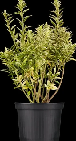 Euonymus japonicus (Kardinaalsmuts)