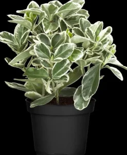 Euonymus japonicus (Kardinaalsmuts)