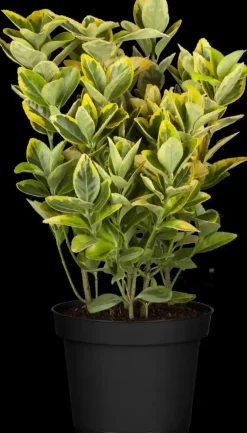 Euonymus japonicus (Kardinaalsmuts)
