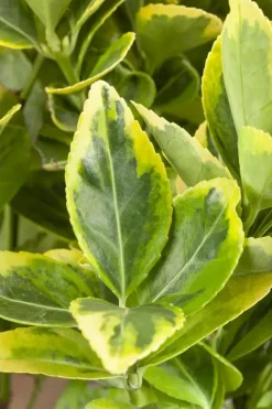 Euonymus japonicus (Kardinaalsmuts)