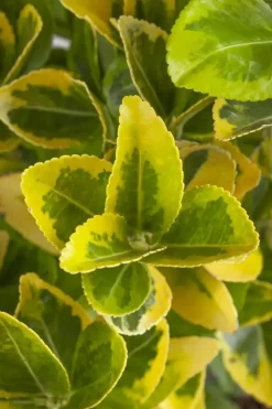 Euonymus japonicus (Kardinaalsmuts)