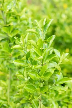 Euonymus japonicus (Kardinaalsmuts)