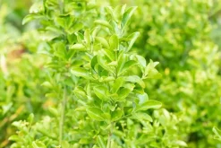 Euonymus japonicus (Kardinaalsmuts)