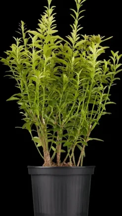 Euonymus japonicus (Kardinaalsmuts)