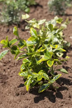 Euonymus japonicus (Kardinaalsmuts)