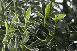Euonymus japonicus (Kardinaalsmuts)