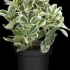 Euonymus japonicus (Kardinaalsmuts)