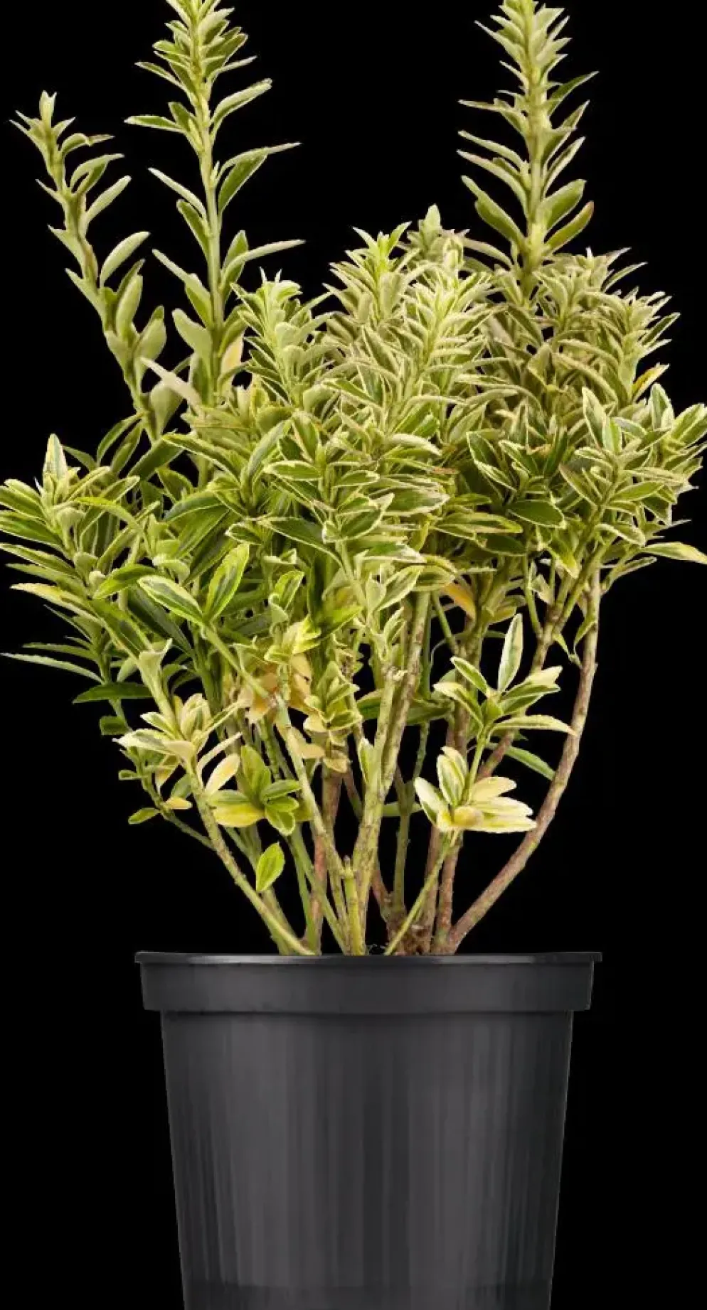 Euonymus japonicus (Kardinaalsmuts)