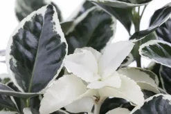 Euonymus japonicus (Kardinaalsmuts)