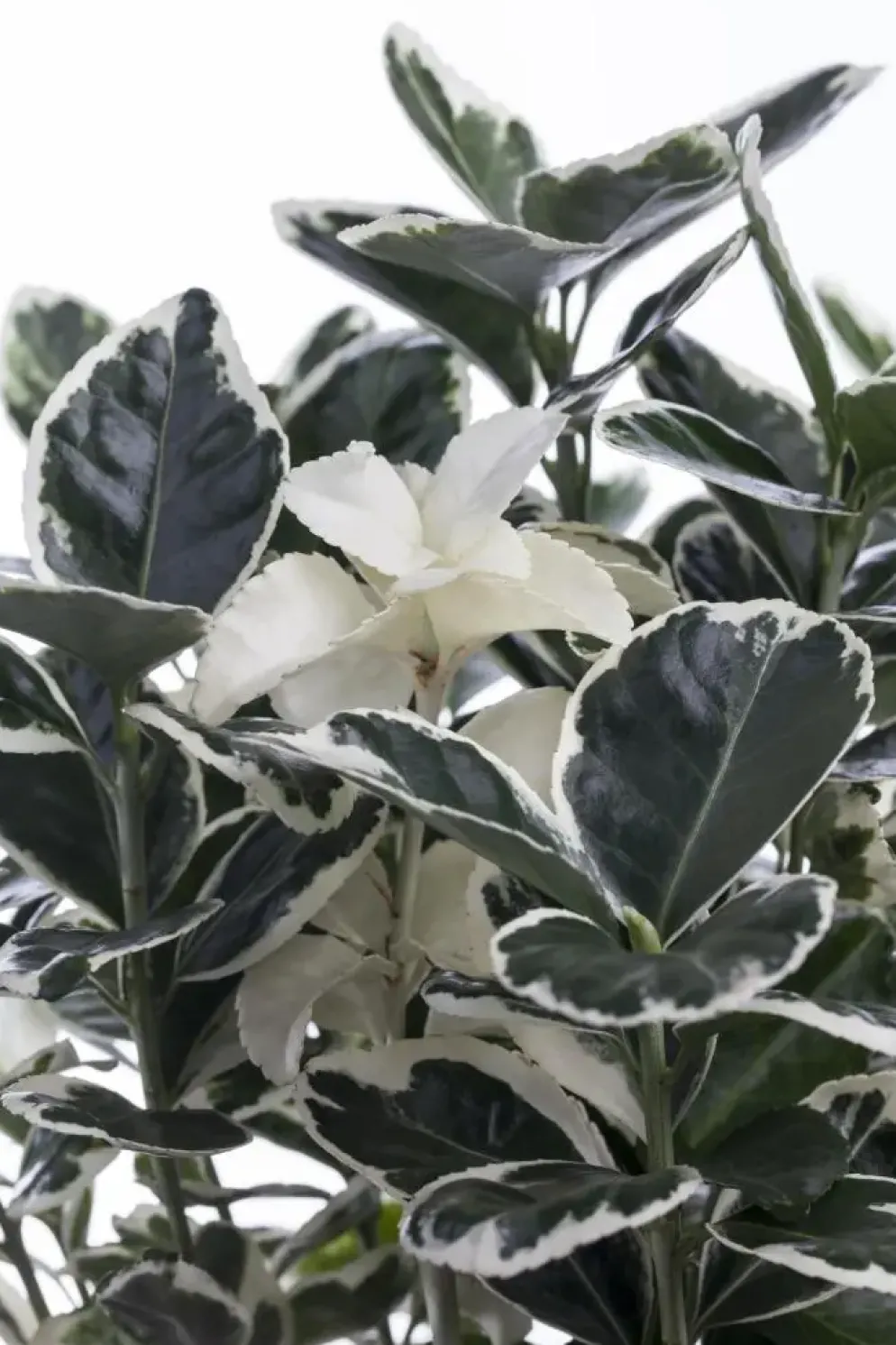 Euonymus japonicus (Kardinaalsmuts)