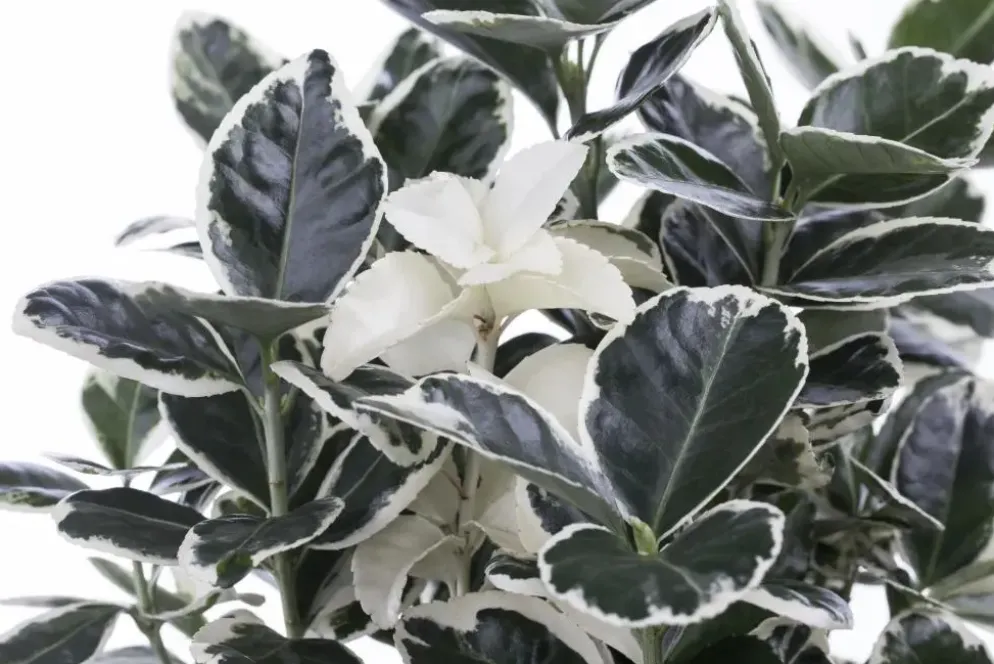 Euonymus japonicus (Kardinaalsmuts)