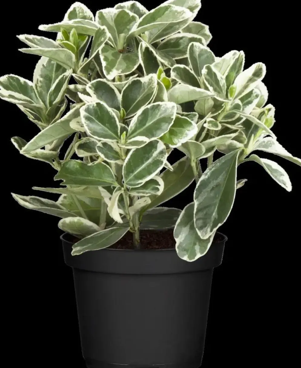 Euonymus japonicus (Kardinaalsmuts)