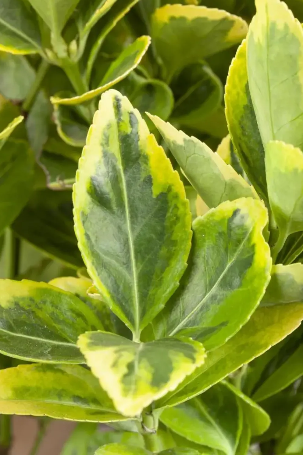 Euonymus japonicus (Kardinaalsmuts)