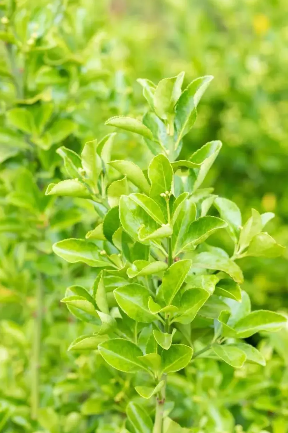 Euonymus japonicus (Kardinaalsmuts)