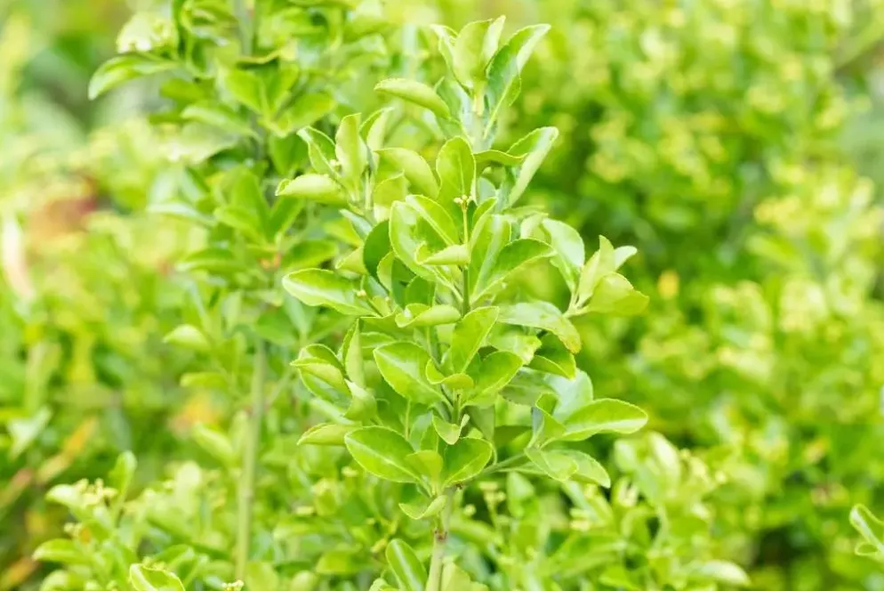 Euonymus japonicus (Kardinaalsmuts)