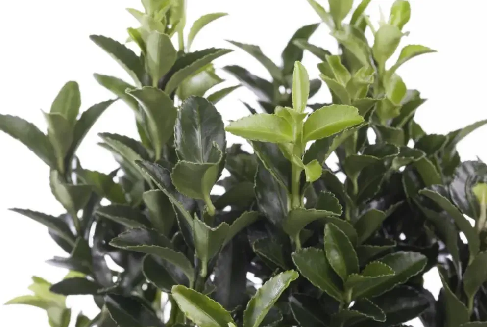 Euonymus japonicus (Kardinaalsmuts)