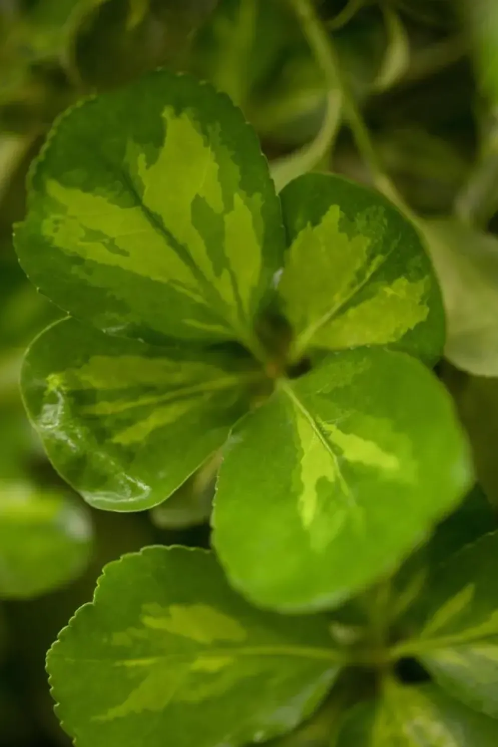 Euonymus japonicus (Kardinaalsmuts)