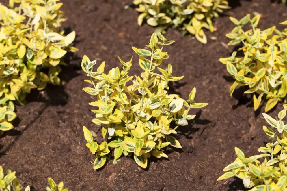 Euonymus japonicus (Kardinaalsmuts)