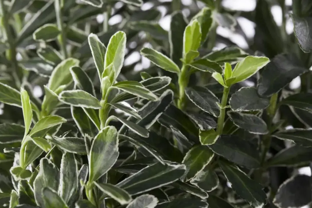 Euonymus japonicus (Kardinaalsmuts)