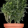 Euonymus japonicus (Kardinaalsmuts)