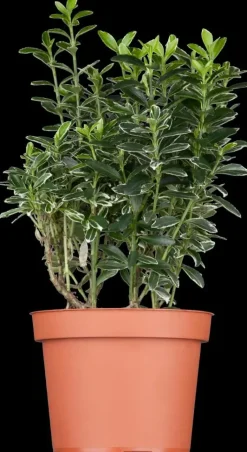Euonymus japonicus (Kardinaalsmuts)