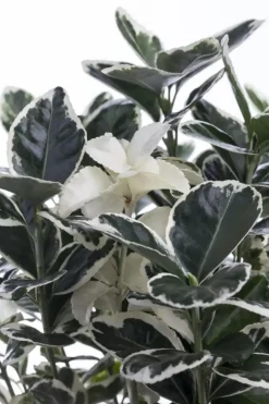 Euonymus japonicus (Kardinaalsmuts)