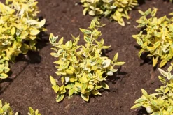 Euonymus japonicus (Kardinaalsmuts)