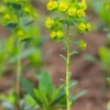 Euphorbia amygdaloides 'Robbiae' (Amandelwolfsmelk)