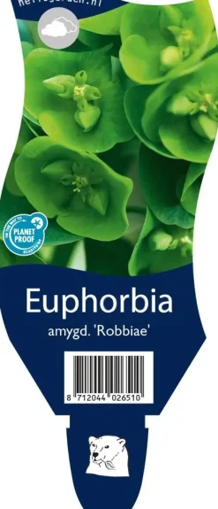 Euphorbia amygdaloides 'Robbiae' (Amandelwolfsmelk)