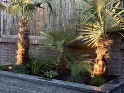 Excluton Siam bluestone vijverrand 100x15x3 cm verzoet (6 zijdes verzoet, 8 facetranden)