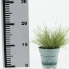 Festuca glauca 'AmiGold'® (Blauw Schapengras 'AmiGold'®)