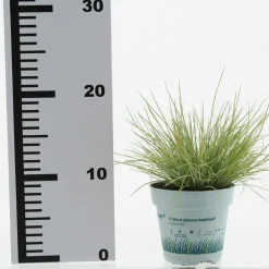 Festuca glauca 'AmiGold'® (Blauw Schapengras 'AmiGold'®)
