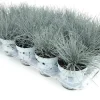 Festuca glauca 'Compacta Blue' (Blauw schapen-, of, zwenk-gras) 20cm