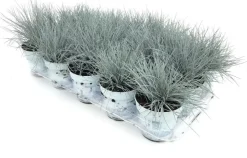 Festuca glauca 'Compacta Blue' (Blauw schapen-, of, zwenk-gras) 20cm