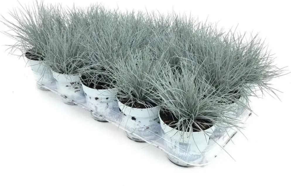 Festuca glauca 'Compacta Blue' (Blauw schapen-, of, zwenk-gras) 20cm