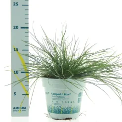 Festuca glauca 'Compacta Blue' (Blauw schapen-, of, zwenk-gras) 20cm