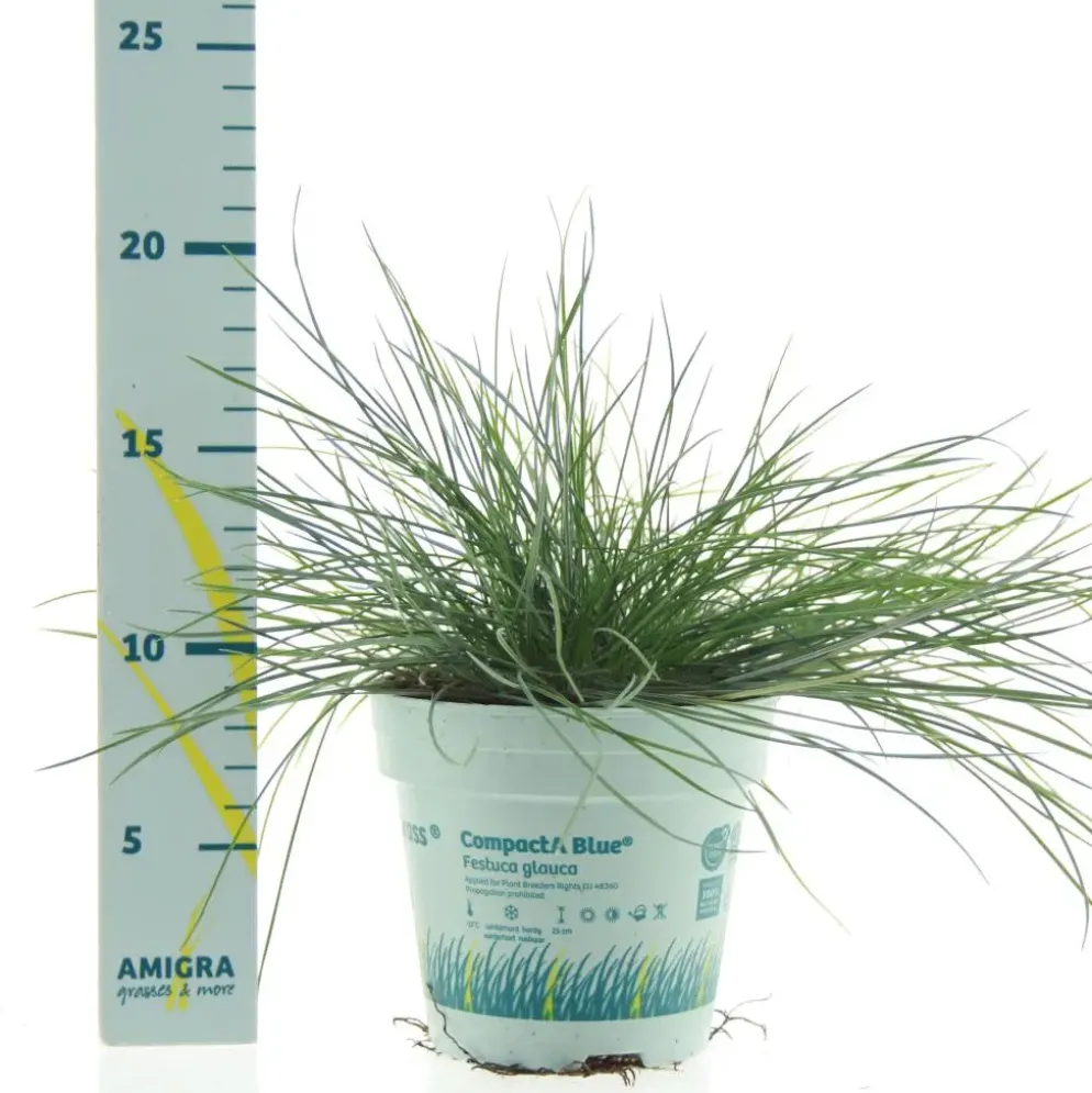 Festuca glauca 'Compacta Blue' (Blauw schapen-, of, zwenk-gras) 20cm