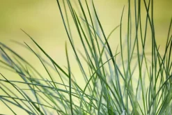 Festuca glauca 'Compacta Blue' (Blauw schapen-, of, zwenk-gras) 20cm