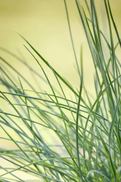 Festuca glauca 'Compacta Blue' (Blauw schapen-, of, zwenk-gras) 20cm