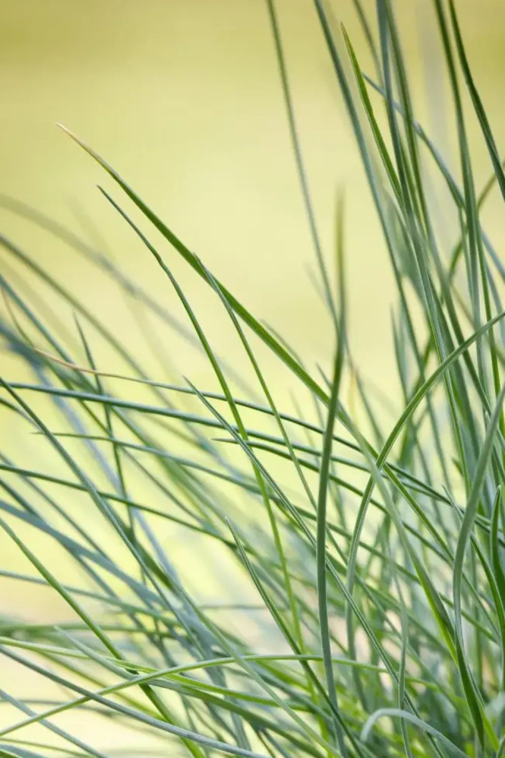 Festuca glauca 'Compacta Blue' (Blauw schapen-, of, zwenk-gras) 20cm