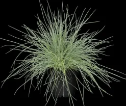 Festuca glauca 'Compacta Blue' (Blauw schapen-, of, zwenk-gras) 20cm