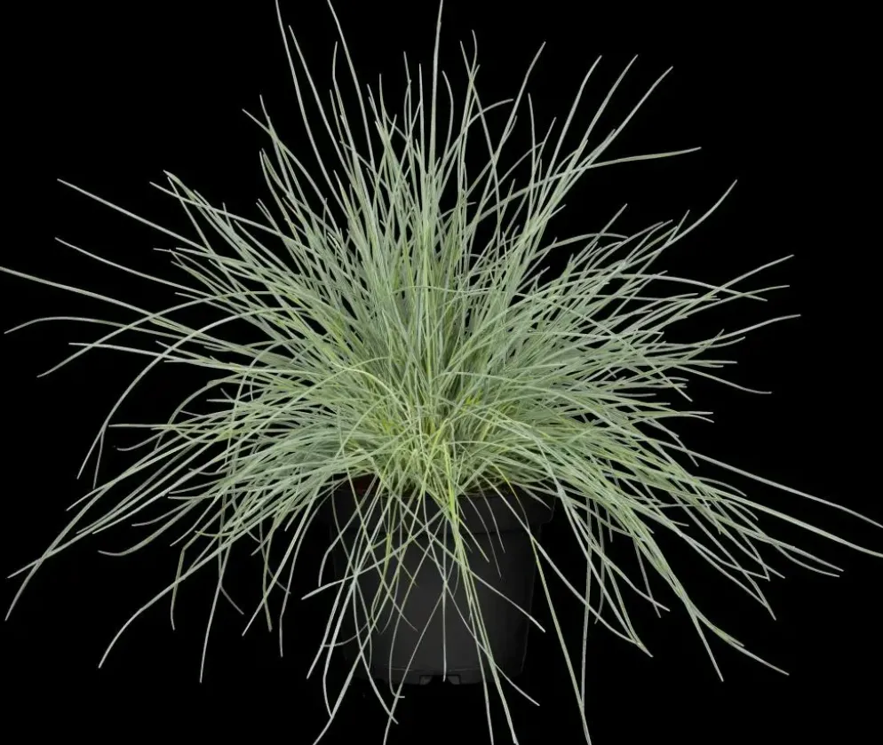 Festuca glauca 'Compacta Blue' (Blauw schapen-, of, zwenk-gras) 20cm