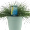 Festuca glauca 'Intense Blue' (Blauw schapen-, Of, Zwenk-gras) 30cm