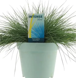 Festuca glauca 'Intense Blue' (Blauw schapen-, Of, Zwenk-gras) 30cm