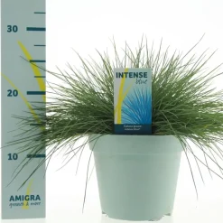 Festuca glauca 'Intense Blue' (Blauw schapen-, Of, Zwenk-gras) 30cm