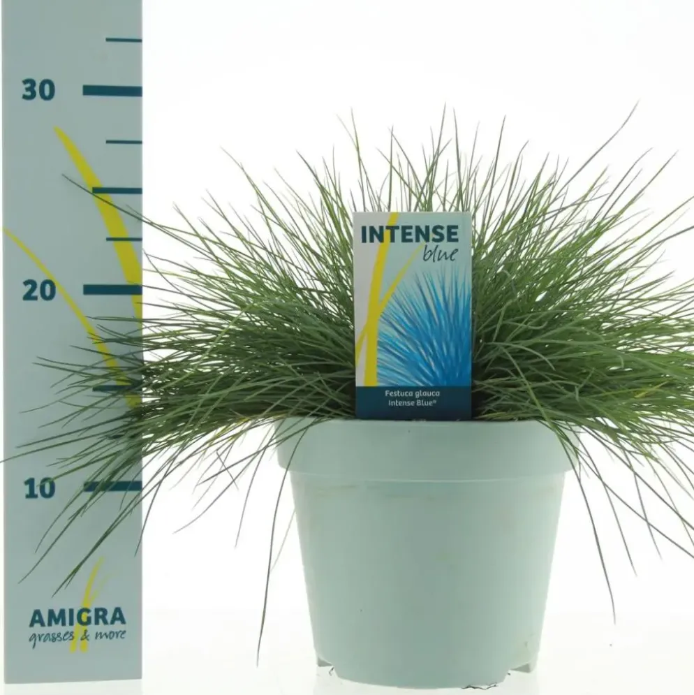 Festuca glauca 'Intense Blue' (Blauw schapen-, Of, Zwenk-gras) 30cm
