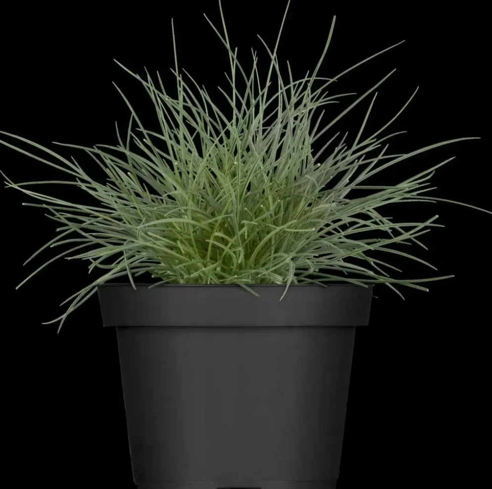 Festuca glauca 'Intense Blue' (Blauw schapen-, Of, Zwenk-gras) 30cm