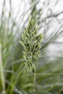 Festuca glauca 'Intense Blue' (Blauw schapen-, Of, Zwenk-gras) 30cm