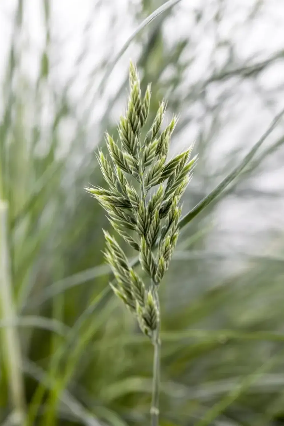 Festuca glauca 'Intense Blue' (Blauw schapen-, Of, Zwenk-gras) 30cm