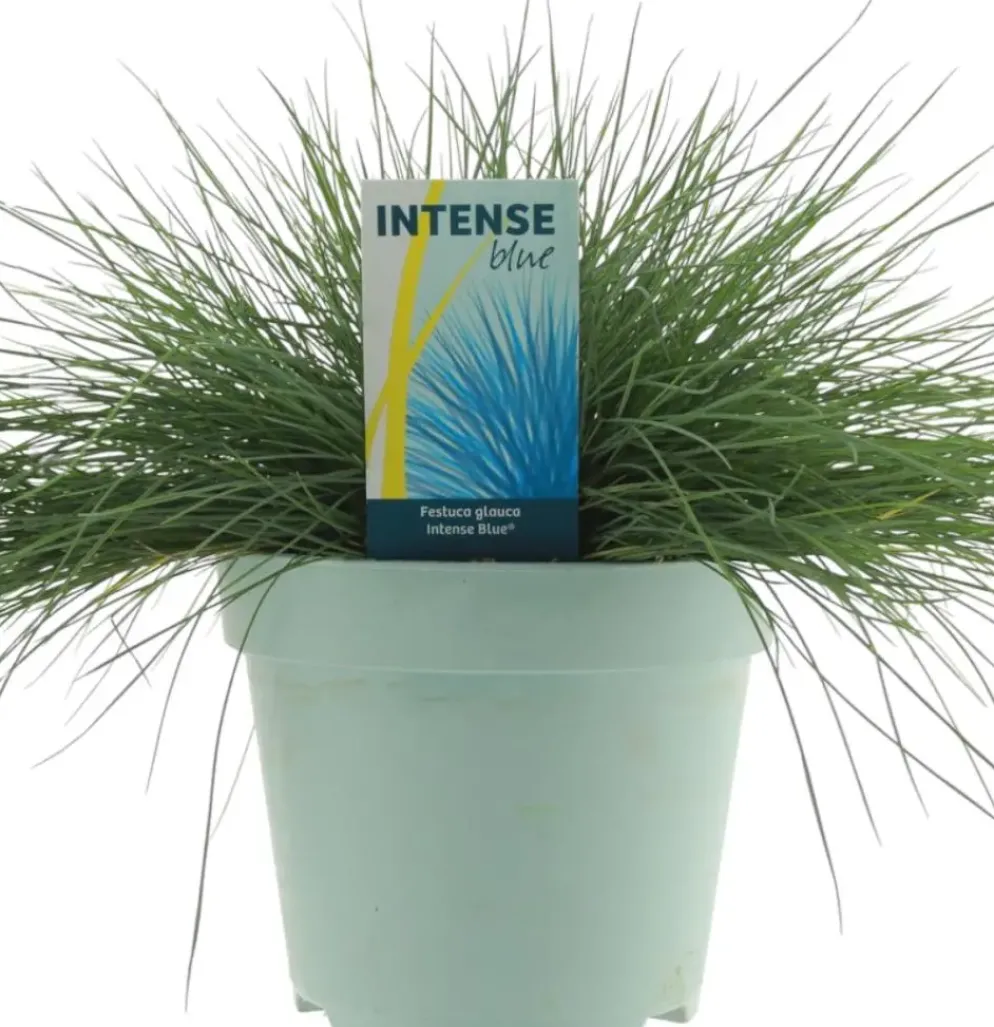 Festuca glauca 'Intense Blue' (Blauw schapen-, Of, Zwenk-gras) 30cm